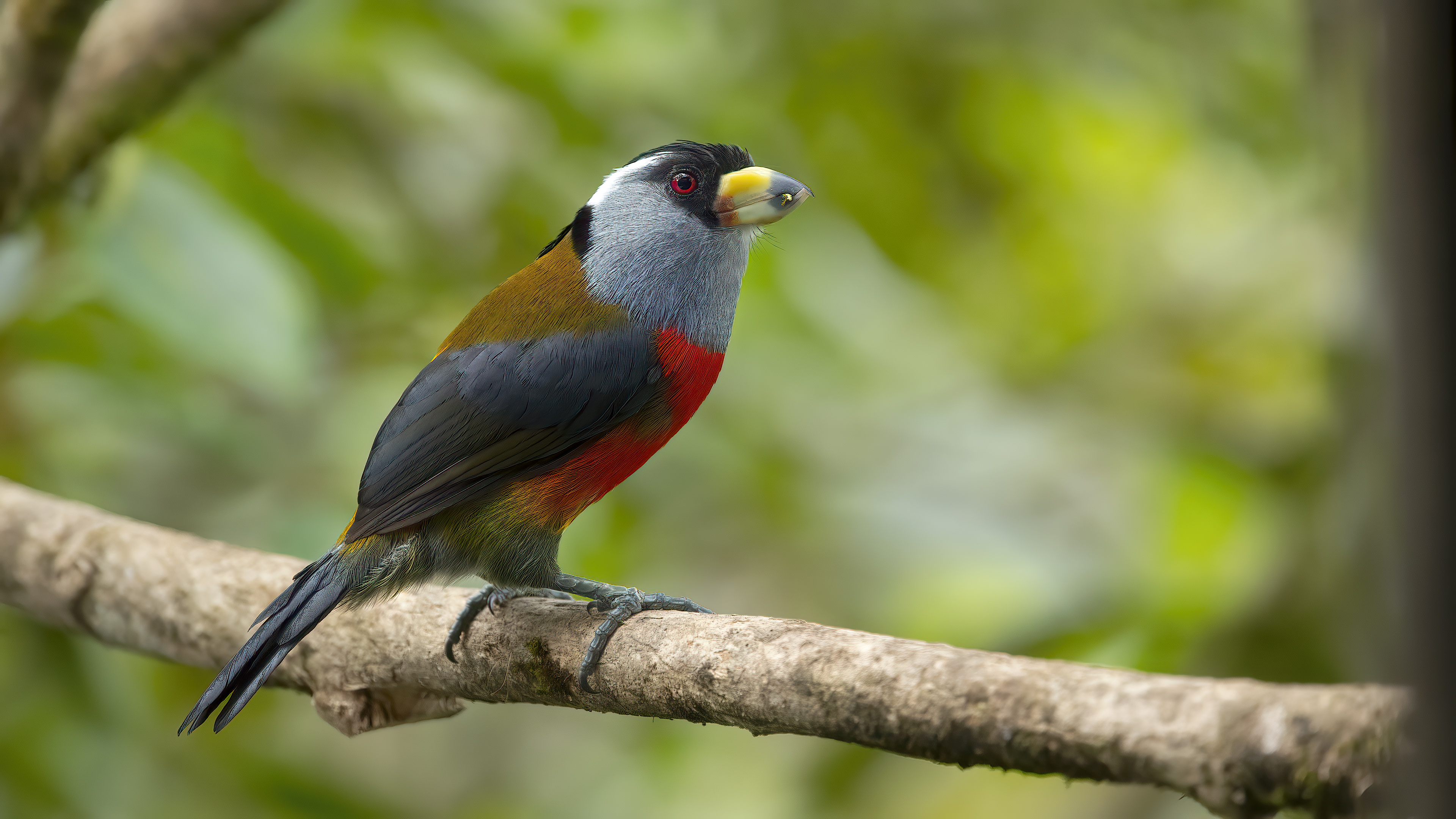 Toucan Barbet